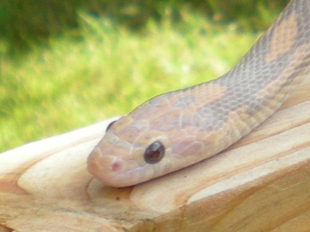 Lavender head shot