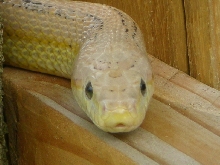 Ghost Stripe Corn Snake