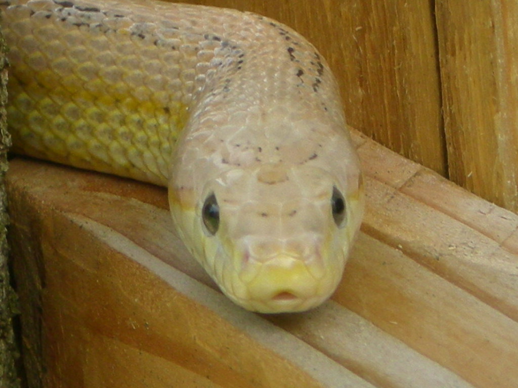 Ghost Stripe Corn Snake