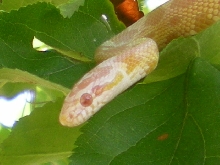 Snow Corn Snake