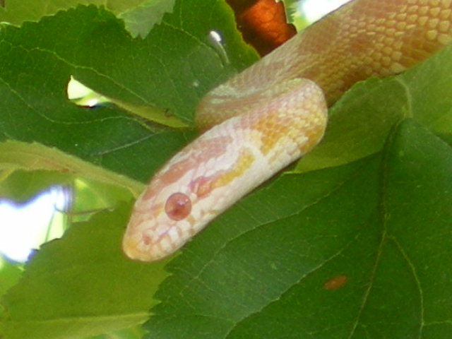 Snow Corn Snake