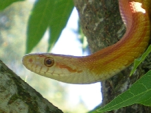 Hypo Stripe Corn Snake