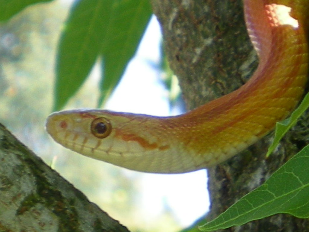 Hypo Stripe Corn Snake