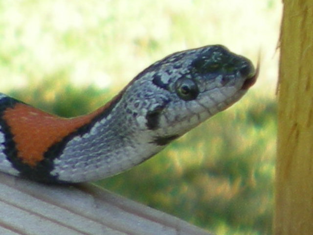 Gray-banded Kingsnake