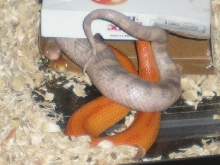 Cornsnake Hook-up
