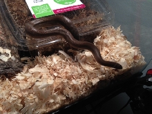 Male Rubber Boa