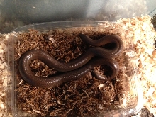 Female Rubber Boa