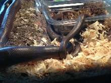 Rubber Boas Breeding