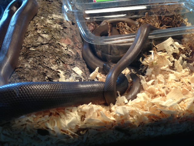 Rubber Boas Breeding
