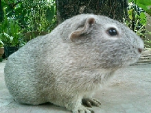 Gintaro 2