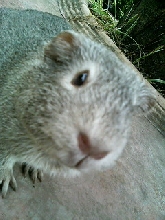 Gintaro