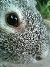 Gintaro 3