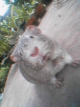 Gintaro 4