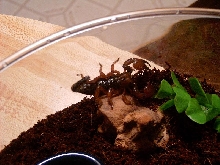 Help ID Please
