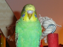 CoCo Feathers