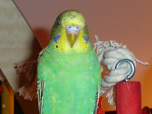 CoCo Feathers
