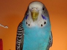 Charlie Feathers