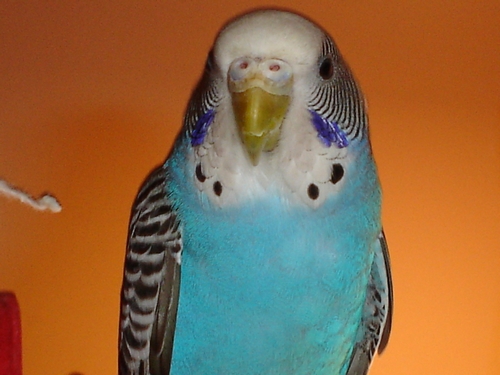 Charlie Feathers