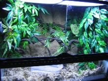 theo's cage