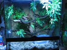mystique my female wamena