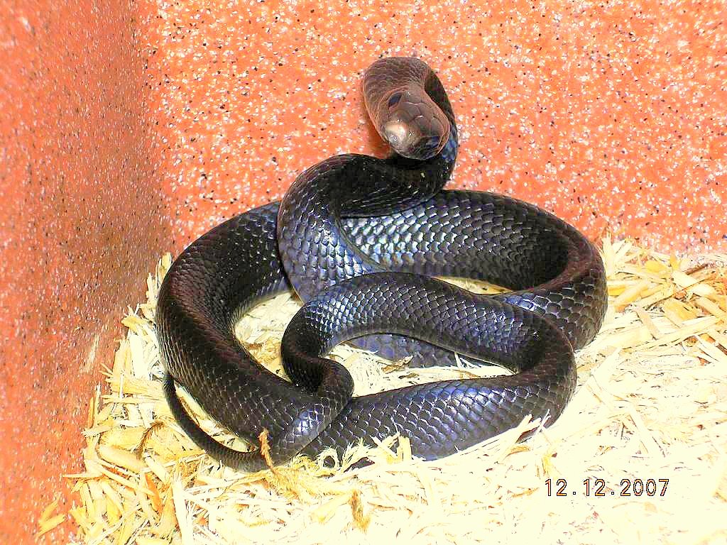 Killer Chondros