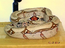 Killer Chondros