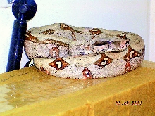Killer Chondros