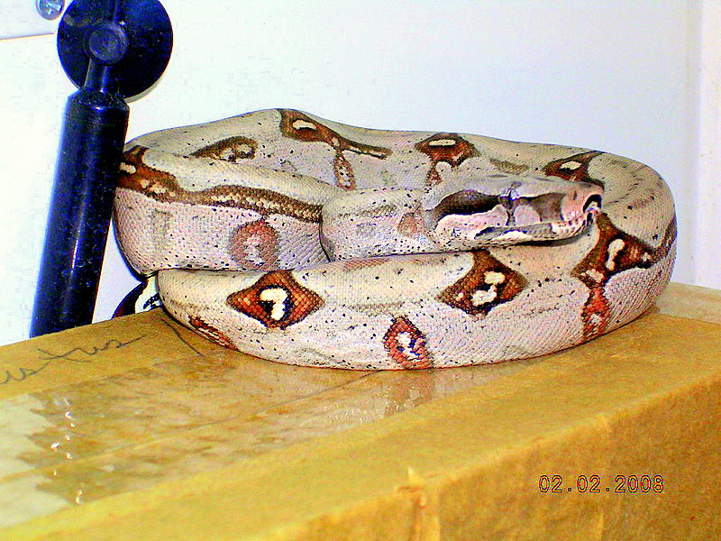 Killer Chondros