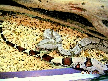 Killer Chondros