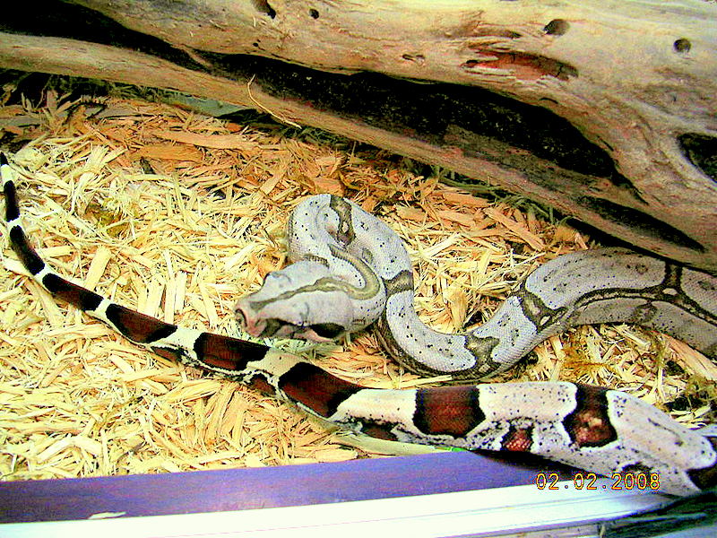 Killer Chondros