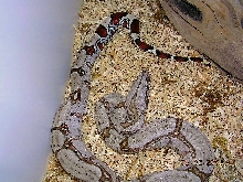 Killer Chondros