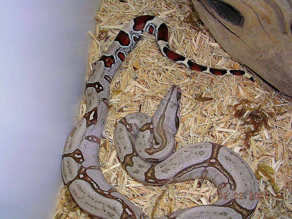 Killer Chondros