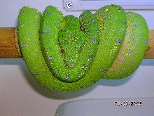 Killer Chondros