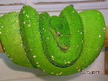 Killer Chondros
