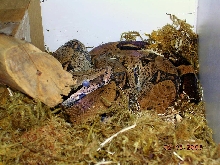 Killer Chondros