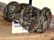 Killer Chondros