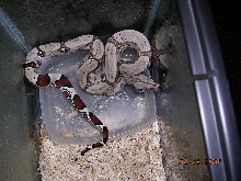 Killer Chondros