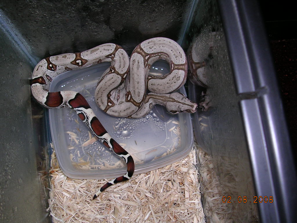 Killer Chondros