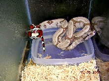 Killer Chondros