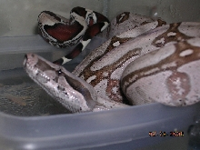 Killer Chondros