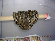 Killer Chondros