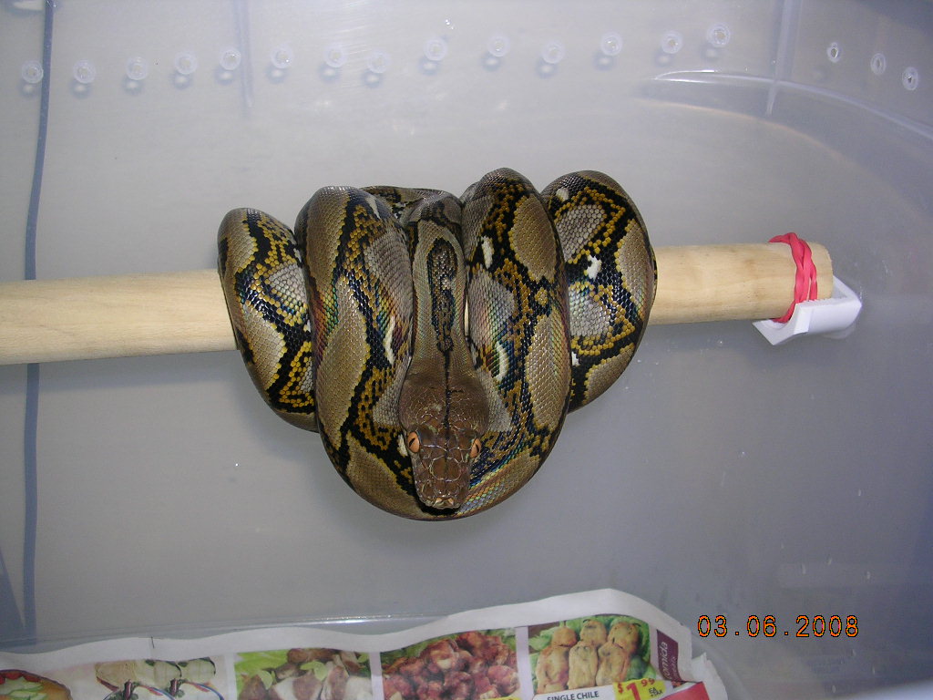 Killer Chondros