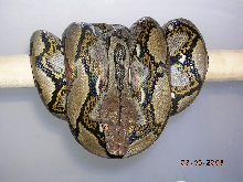 Killer Chondros