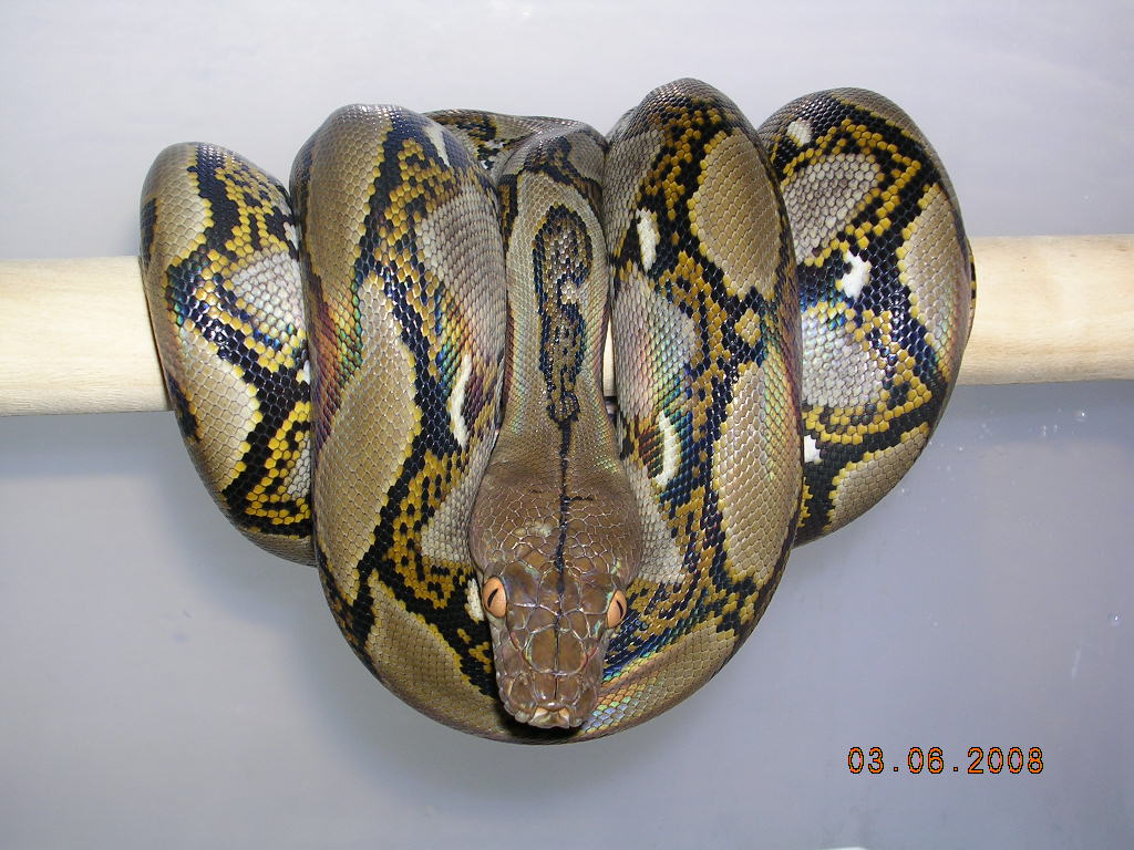 Killer Chondros