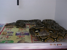 Killer Chondros