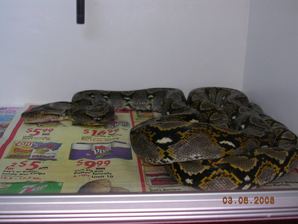 Killer Chondros
