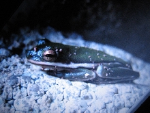 My "bonsai" green tree frog