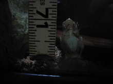 length of my frog/underbelly