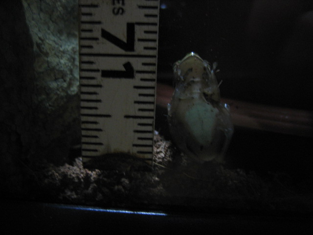 length of my frog/underbelly