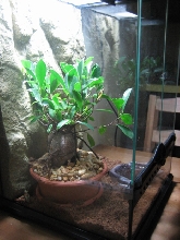 My frog terrarium